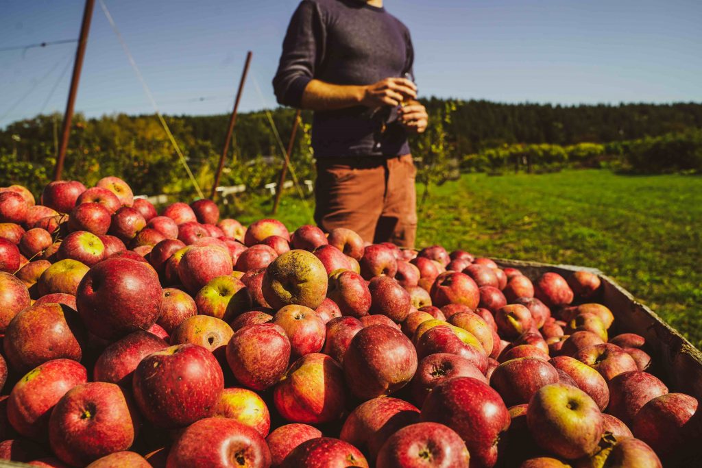 Seattle Aktion Frisch Apfel  1024x683 - Kulinarischer Ozean trifft auf Sportarena